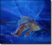 Golden fish